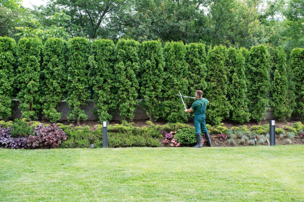 Best Pest Control for Lawns  in Meadowbrook, CA